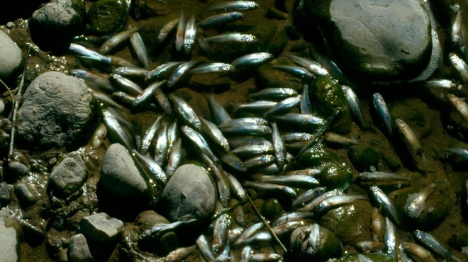 Množični pogin rib v Mariboru še vedno buri duhove: je šlo za kaznivo dejanje? (foto: Profimedia)