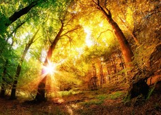 4 nenavadni, a še kako učinkoviti načini zdravljenja s pomočjo energije dreves in gozda