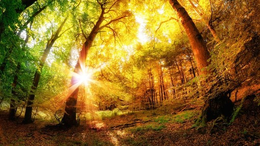 4 nenavadni, a še kako učinkoviti načini zdravljenja s pomočjo energije dreves in gozda