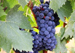 Slovenski šolarji jedli sporno črno grozdje (zaradi presežka pesticidov so ga odpoklicali)