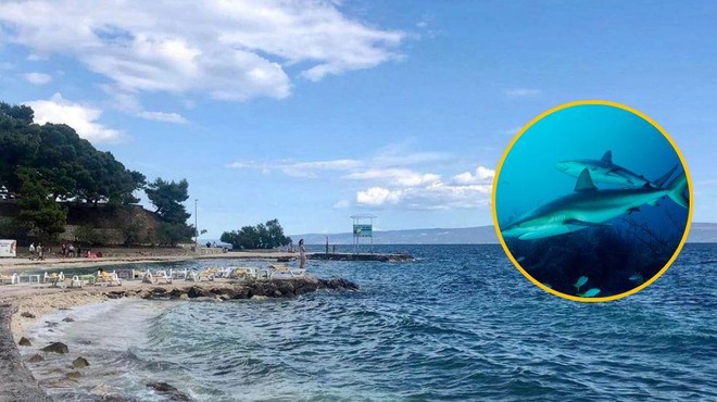 Blizu priljubljene hrvaške plaže se zbira okrog 200 morskih psov: strokovnjak pojasnil, kaj se dogaja (foto: Profimedia/fotomontaža)