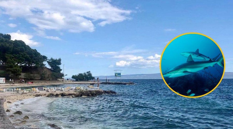 Blizu priljubljene hrvaške plaže se zbira okrog 200 morskih psov: strokovnjak pojasnil, kaj se dogaja (foto: Profimedia/fotomontaža)