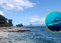 Blizu priljubljene hrvaške plaže se zbira okrog 200 morskih psov: strokovnjak pojasnil, kaj se dogaja