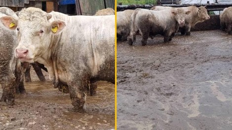 (FOTO) Pretresljivi prizori iz Slovenije: krave do kolen v lastnih iztrebkih