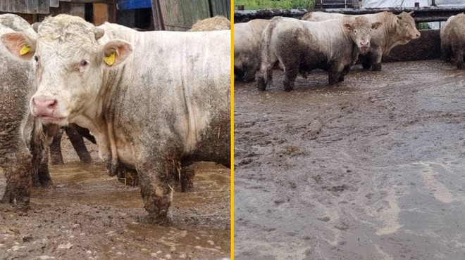 (FOTO) Pretresljivi prizori iz Slovenije: krave do kolen v lastnih iztrebkih (foto: Facebook/Društvo za zaščito konj/fotomontaža)