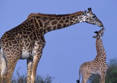 Mala žirafa se je odločila za spektakularen prihod na svet