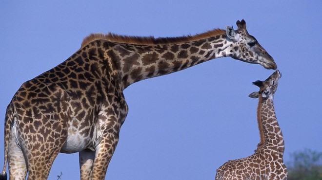 Mala žirafa se je odločila za spektakularen prihod na svet (foto: Profimedia)