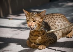 Najdražja mačka na svetu: 'prevara', za katero so nekateri odšteli tudi prek 120.000 evrov