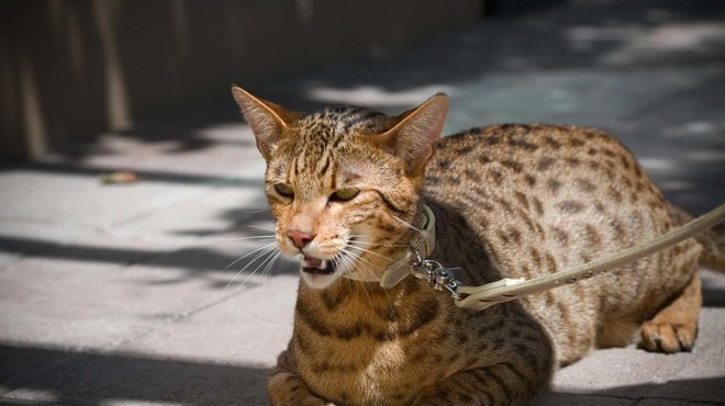 Najdražja mačka na svetu: 'prevara', za katero so nekateri odšteli tudi prek 120.000 evrov (foto: Profimedia)