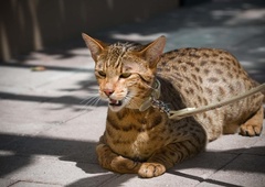 Najdražja mačka na svetu: 'prevara', za katero so nekateri odšteli tudi prek 120.000 evrov
