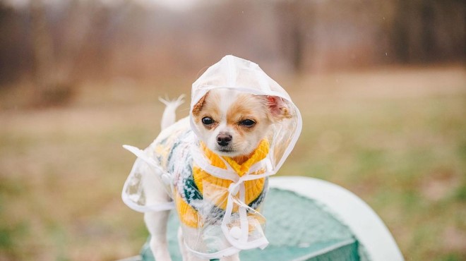 Sprehajanje psa v dežju: da ali ne? (foto: Profimedia)