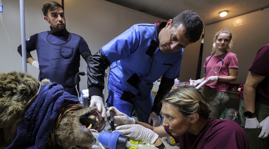 Ogorčenje v živalskem azilu: "Medvede do konca izstradajo, tokrat smo rešili celo leva" (foto: Bobo)