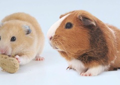 Poznate razliko med hrčkom in morskim prašičkom?