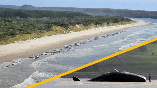 Žalostno slovo nasedlih kitov na Tasmaniji