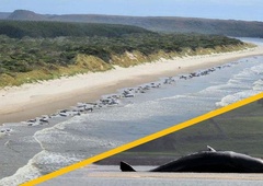 Žalostno slovo nasedlih kitov na Tasmaniji