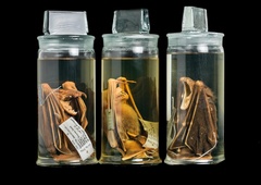 V netopirjih našli NOV koronavirus, ki lahko preskoči na človeka in je odporen proti obstoječemu cepivu