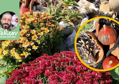 Jesen je tu in z njo pisane barve: kako lahko z rastlinami pričarate mavrično vzdušje v vašem domu?