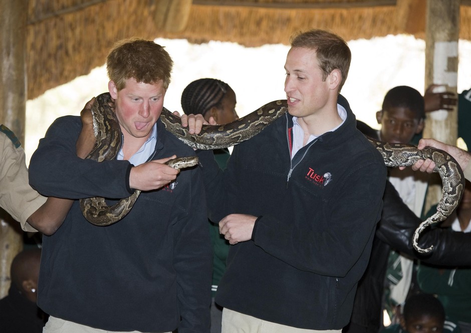 Kača Med potovanjem v Bocvano leta 2010 sta se princa William in Harry pošteno nasmejala. Tudi ko sta imela okoli …