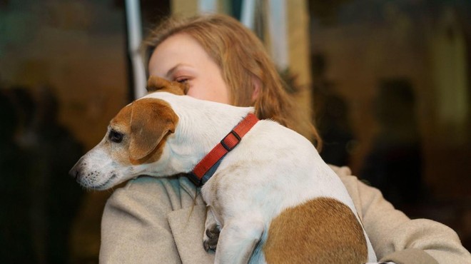Pes lahko v vašem znoju in slini zavoha, kako se počutite (foto: Profimedia)