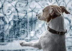 5 zabavnih aktivnosti, ki jih s psom lahko počnete v stanovanju