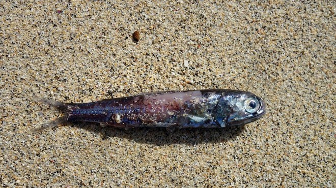 Riba, ki lahko nahrani svet in hkrati uniči naš planet (foto: Profimedia)