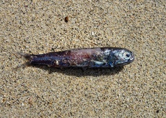 Riba, ki lahko nahrani svet in hkrati uniči naš planet