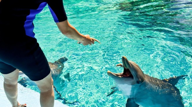 Žalostna računica: v petih mesecih v Las Vegasu poginili trije delfini (foto: Profimedia)