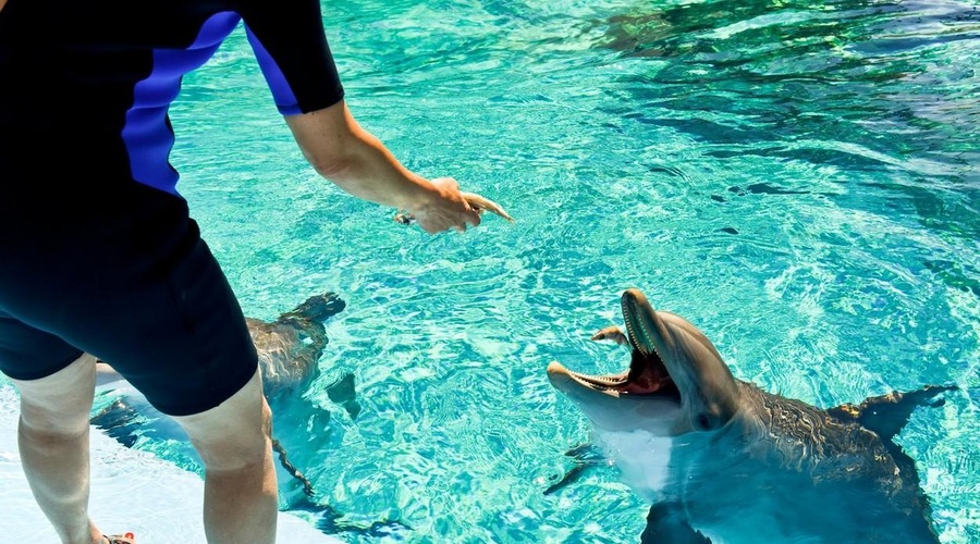 Žalostna računica: v petih mesecih v Las Vegasu poginili trije delfini (foto: Profimedia)