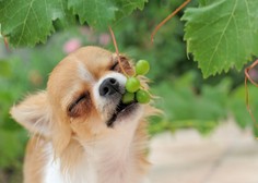 Kaj se zgodi, če pes poje grozdje?