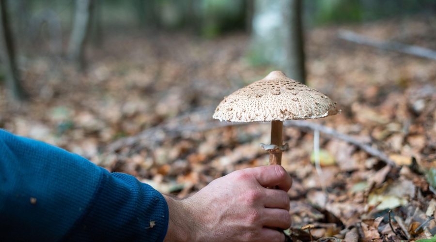 Kako dolgo boste še lahko nabirali gobe? Vemo, do kdaj bodo rasle (foto: Profimedia)