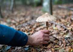 Kako dolgo boste še lahko nabirali gobe? Vemo, do kdaj bodo rasle