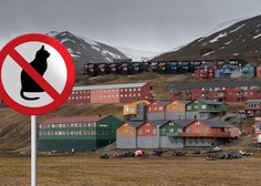 Norveški otok, kjer so mačke absolutno prepovedane (razen ene prav posebne)