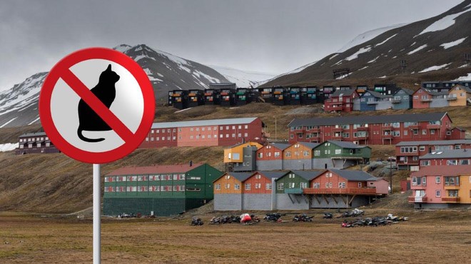 Norveški otok, kjer so mačke absolutno prepovedane (razen ene prav posebne) (foto: Profimedia/fotomontaža)