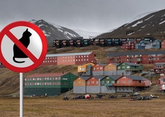Norveški otok, kjer so mačke absolutno prepovedane (razen ene prav posebne)