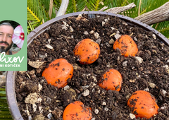 Ste kdaj posadili staro seme, iz katerega je zrastla čudovita rastlina? S temi nasveti vam bo to vedno uspelo