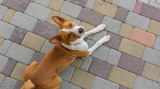Razkrivamo, katera pasma psa je najprimernejša, če živite v bloku (foto: Profimedia)
