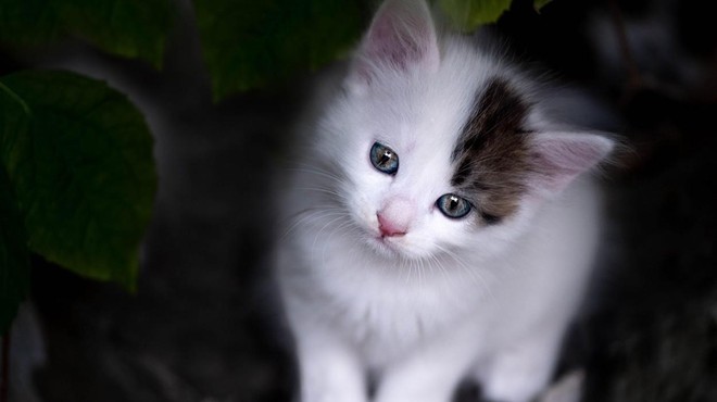 Šokantno je, koliko potomcev lahko ima nesterilizirana mačka le v nekaj letih (številka vas bo presenetila) (foto: Profimedia)