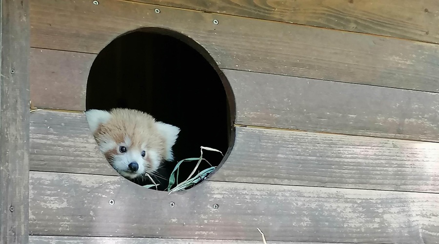 V ZOO Ljubljana  so nam zaupali: ʺKo se je skotil v brlogu na drevesu, je bil popolnoma nebogljenʺ (foto: Jana Štiftar/arhiv ZOO Ljubljana)