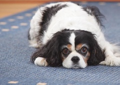 Seniorček gre mimo hiše lastnikov, ki so ga zapustili in reakcija je srce parajoča (VIDEO)