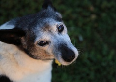 Poslovila se je: "Ni ga bilo človeka, ki je ne bi imel rad"