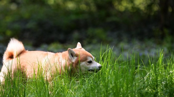 Pes prežvekuje travo – bi ga morali ustaviti? (foto: Profimedia)