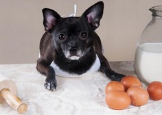 Stranski učinek jajc v pasji prehrani (navdušeni boste)