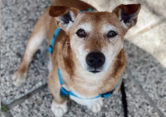 Seniorček Piki je že dvakrat izgubil dom. Mu bo v tretje uspelo?