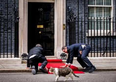 Napetost najvišje stopnje na Downing Streetu: bližnje srečanje Larryja z lisico