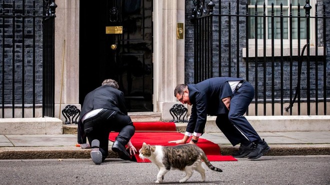 Napetost najvišje stopnje na Downing Streetu: bližnje srečanje Larryja z lisico (foto: profimedia)