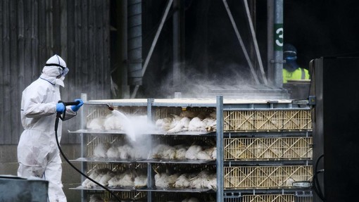 Lahko izbruh ptičje gripe po Evropi prizadene tudi Slovenijo?