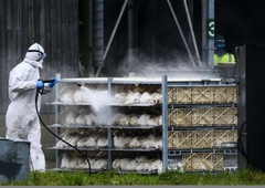 Lahko izbruh ptičje gripe po Evropi prizadene tudi Slovenijo?