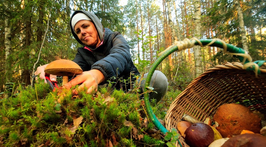 Vemo, s katero gobo se je letos zastrupilo že veliko Slovencev: ni tista, na katero bi najprej pomislili (foto: Profimedia)
