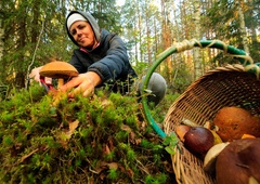 Vemo, s katero gobo se je letos zastrupilo že veliko Slovencev: ni tista, na katero bi najprej pomislili