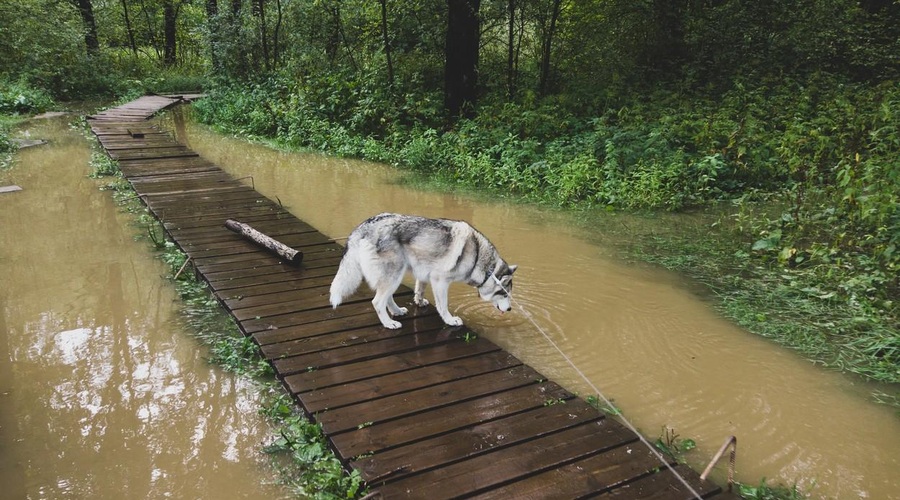 ʺResnično sramota, kakšne lastnike živali imamo v Slovenijiʺ (foto: Profimedia)